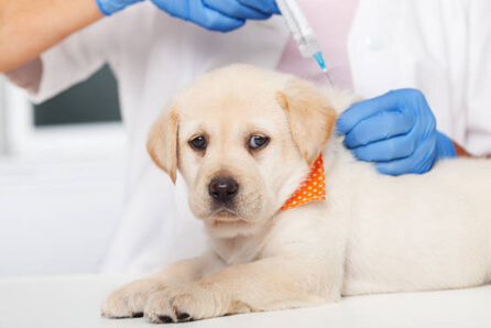  vet for dog vaccination in Belle Mina