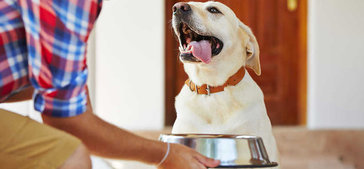 animal hospital nutritional consulting in Stonecrest