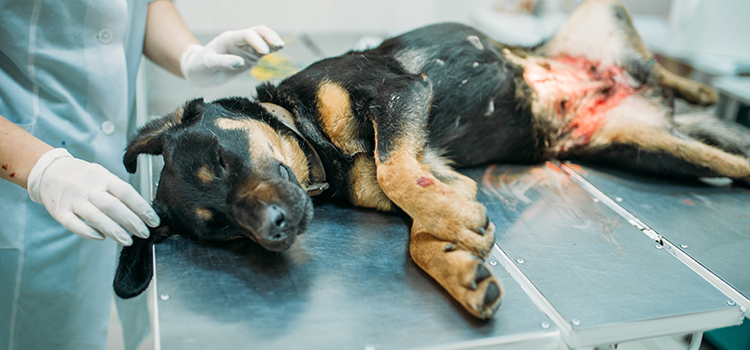 Rincon animal hospital veterinary surgical-process