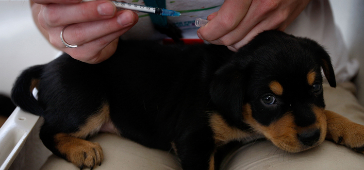 dog vaccination dispensary in Nicholson
