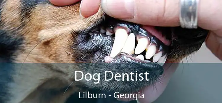 Dog Dentist Lilburn - Georgia