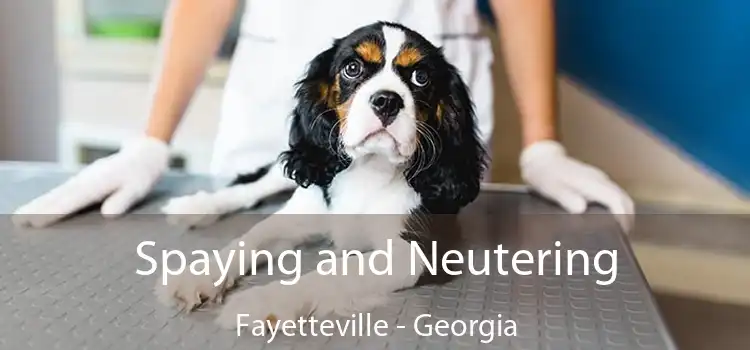 Spaying and Neutering Fayetteville - Georgia