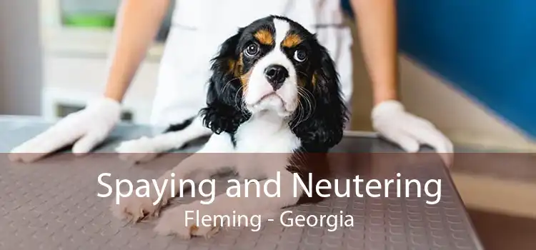 Spaying and Neutering Fleming - Georgia