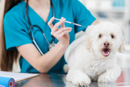 vet for dog vaccination